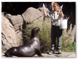 A Bronx Zoo animal expert works with a sea lion.