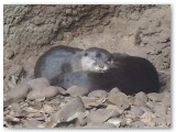 Snoozing otters.